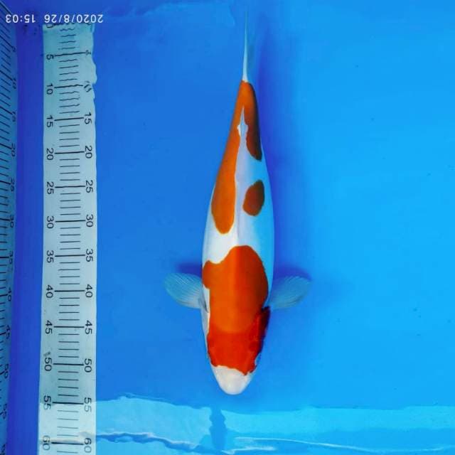 HIDEKI 11 - KOHAKU DOITSU ®
