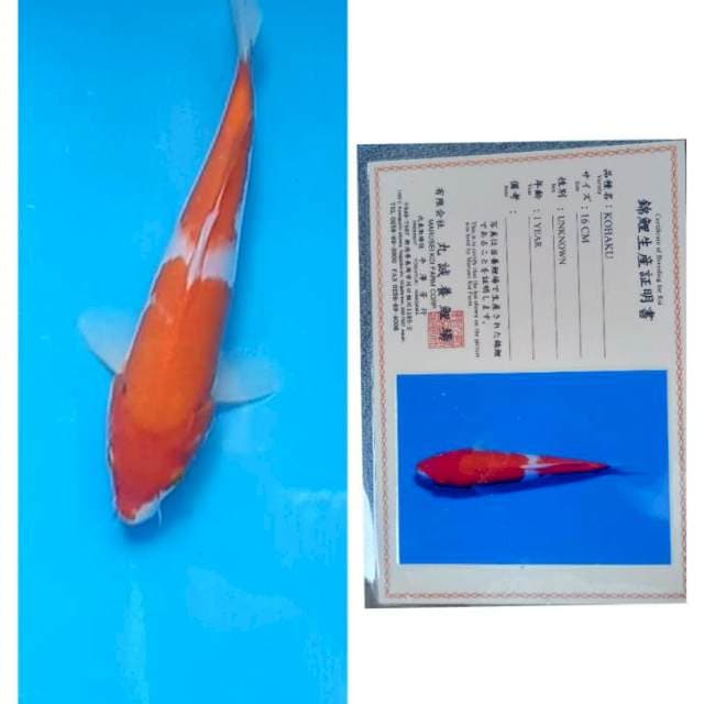 Kohaku Serti Marusei 22cm