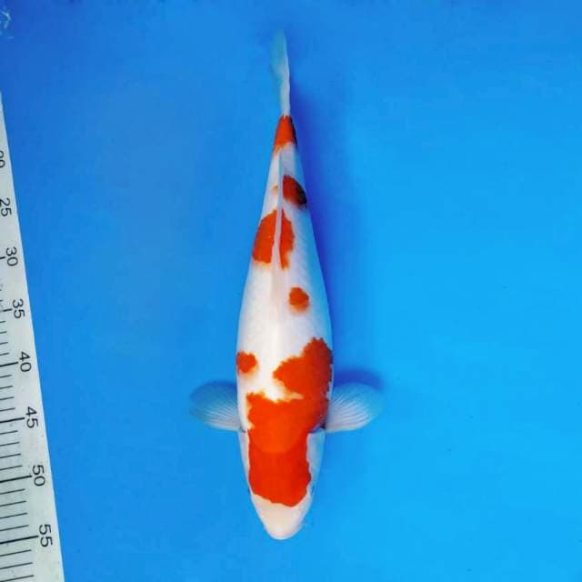 HIDEKI 15 - KOHAKU JUMBO ®
