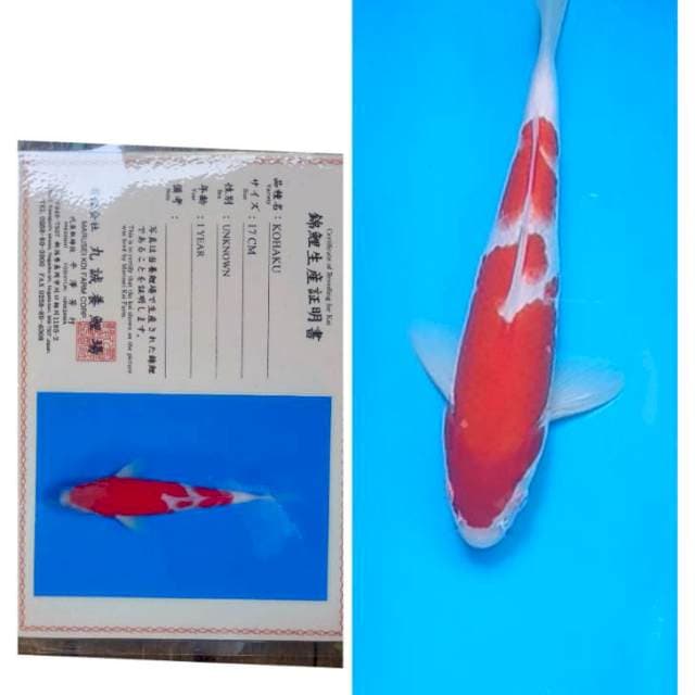 Kohaku Serti Marusei 25bu