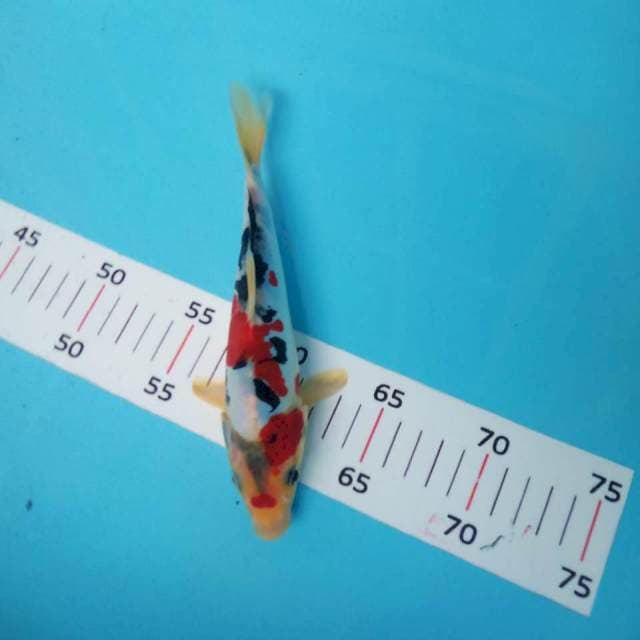 Showa doit murni 21cm