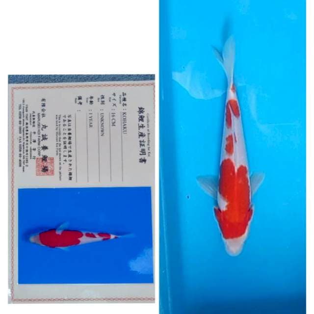 Kohaku Serti Marusei 25bu 