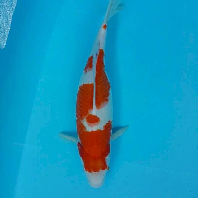 Kohaku Mlenuk