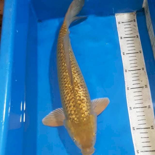 CHAGOI GINDRIN 42 CM JANTAN 