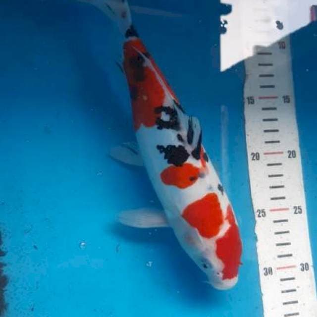 Doitsu sanke 32cm bulki