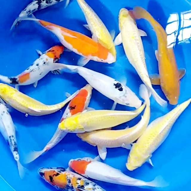 Mix 26 -34cm