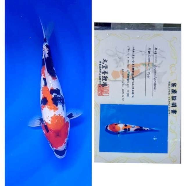 Showa Serti Marudo 32cm