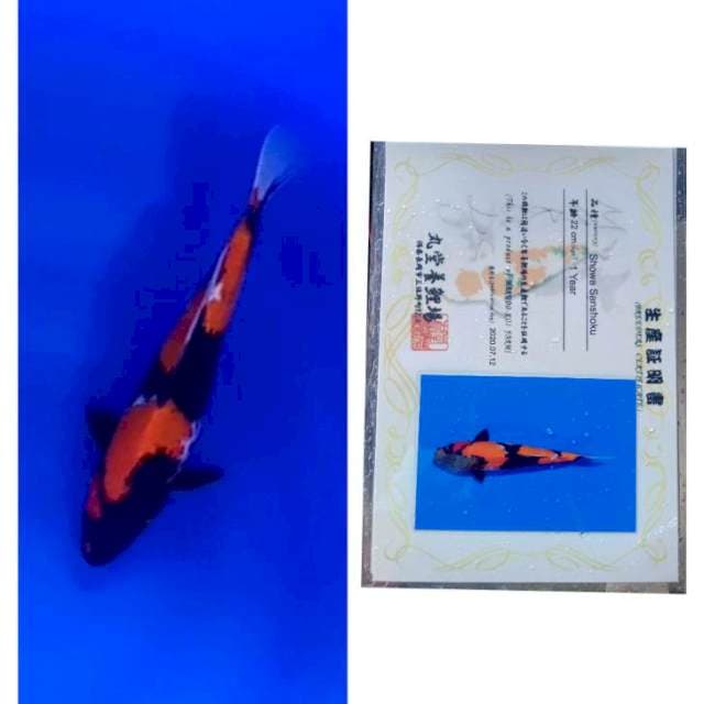 Showa Serti Marudo 31cm