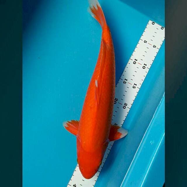 Hajiro bulky 39cm
