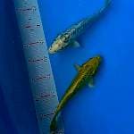 Antikan 25cm