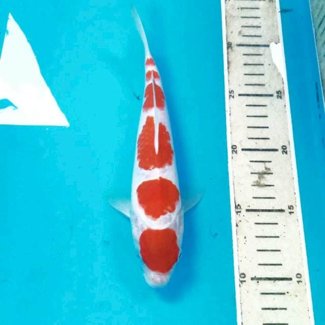 Ai Goromo, 22 cm