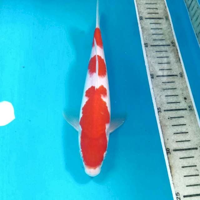 Kohaku, 23 cm