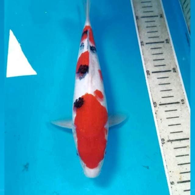 Sanke, 27 cm