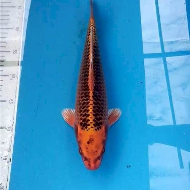Kin Matsuba 34cm 