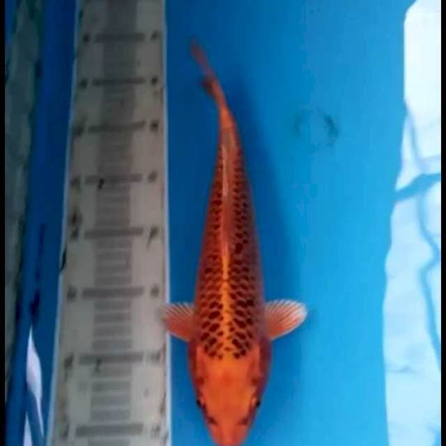 Kin Matsuba 32cm