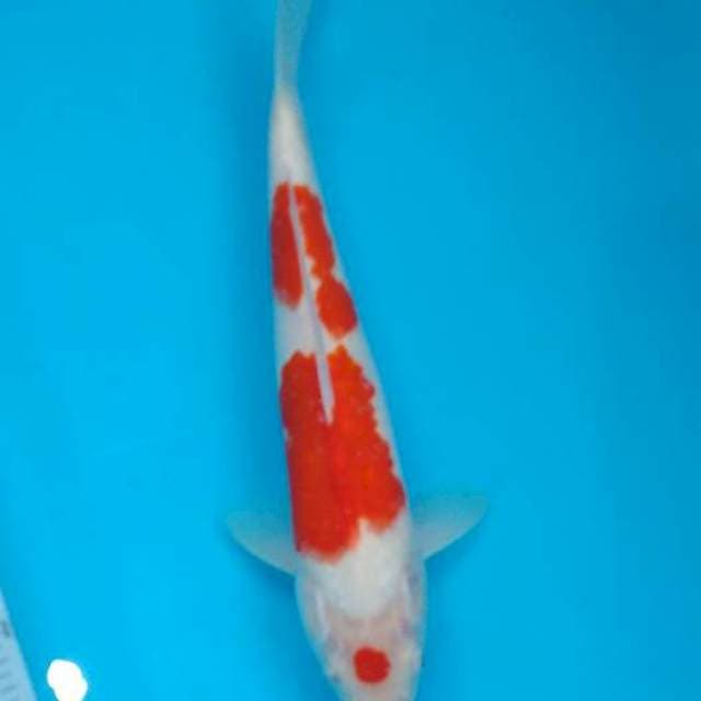 Maruten ai goromo 29cm, super white!!