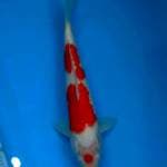 Maruten ai goromo 29cm, super white!!
