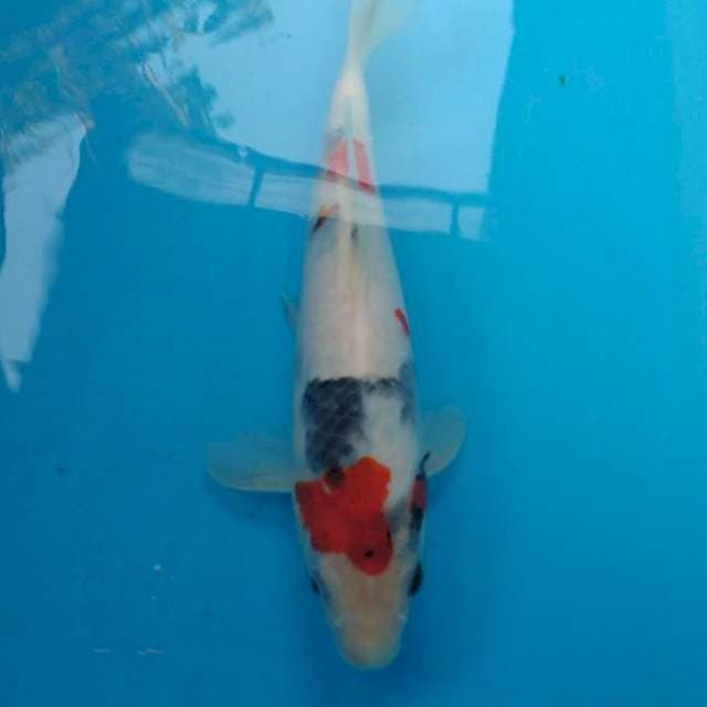 Strong Kindai showa bulky 28cm, tategoi