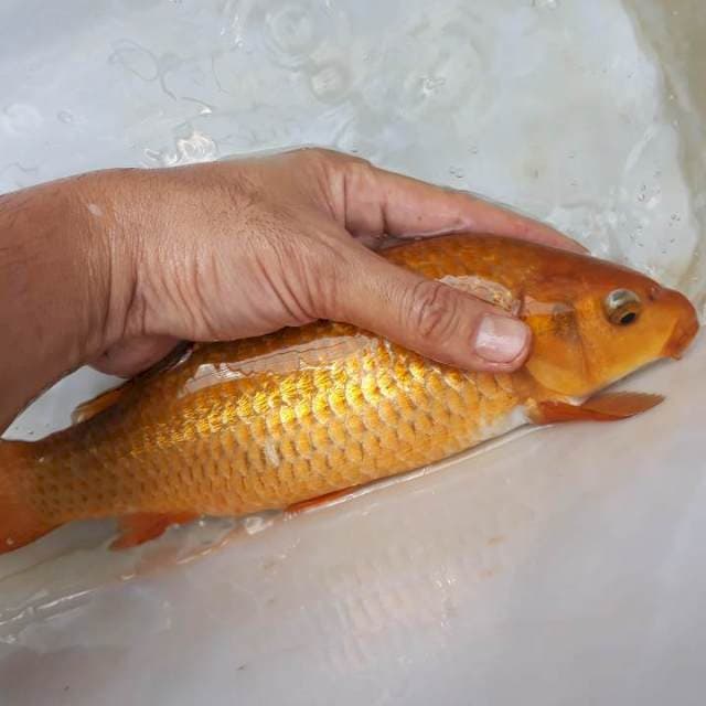 Chagoi ginrin, punuk