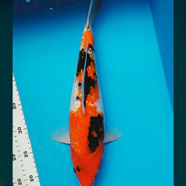 Showa F1 Ginrin bulky 40cm