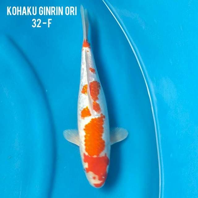 Kohaku Gindrin Indukan 32