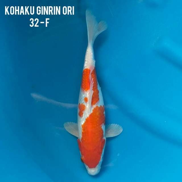 Kohaku gindrin 32 bulky