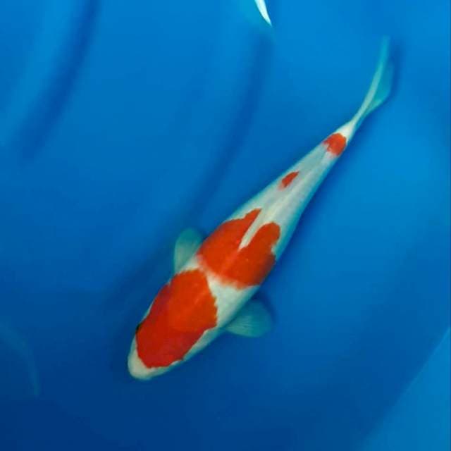 Kohaku 30cm