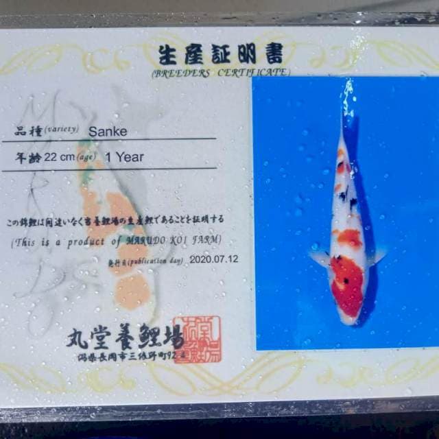 Sanke marudo 22cm