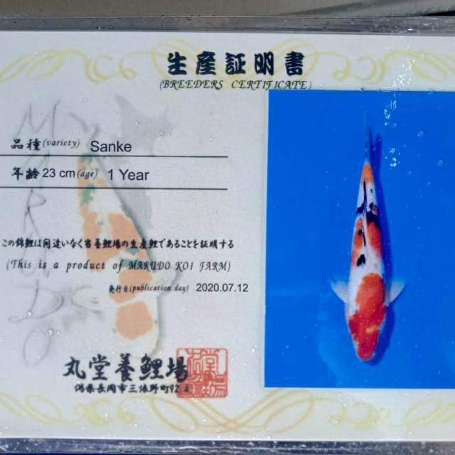 Sanke marudo 23cm