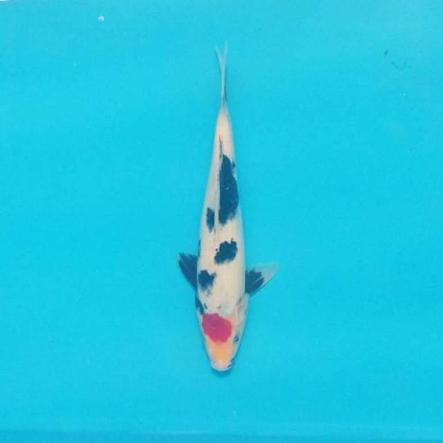Original tancho showa 25cm