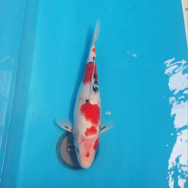 Sanke 32cm female