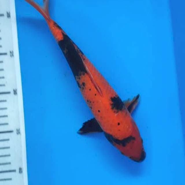Utsuri 26cm
