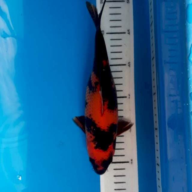 Utsuri 26cm