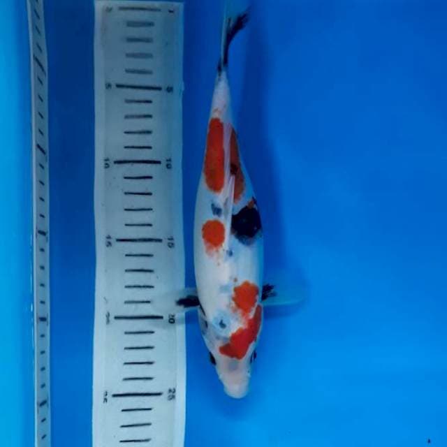 Kindai showa 24cm