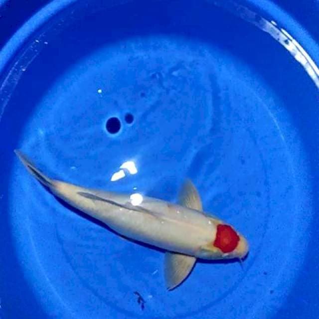 Tancho kohaku 45cm Male