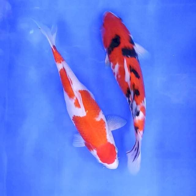 Kohaku Sanke # 31-32cm