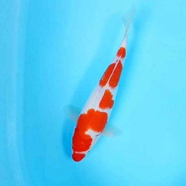 Kohaku # 32cm