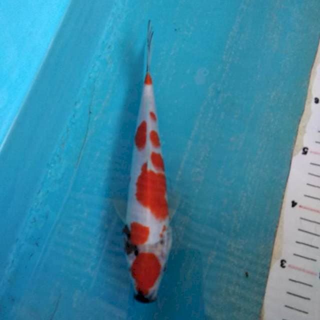Showa 23cm