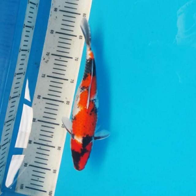 Showa prospek 34cm
