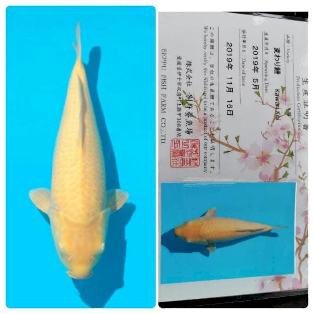 Karasi Beppu Fish Farm
