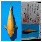 Karasi Beppu Fish Farm 