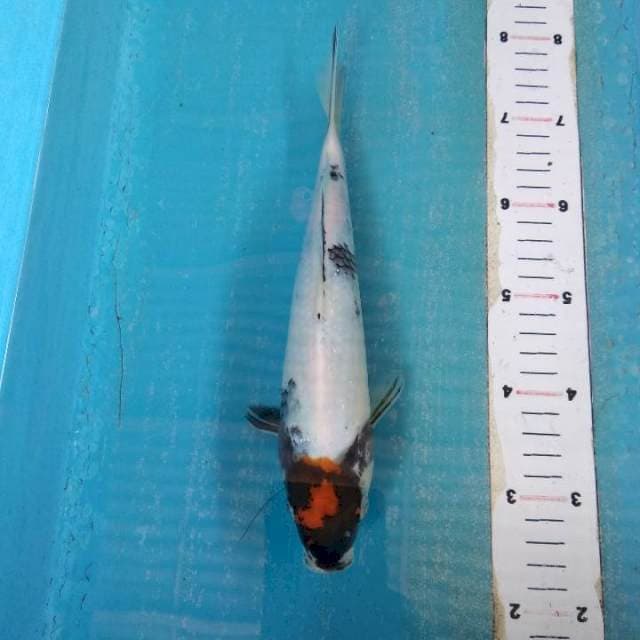 Tancho showa 26cm