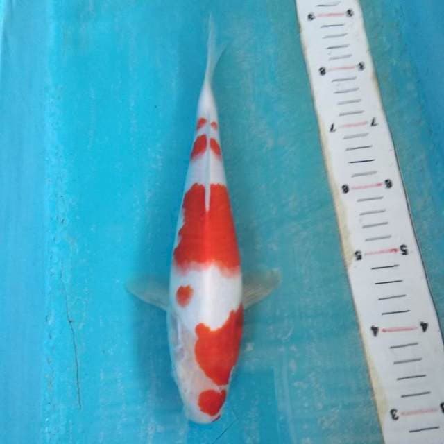 Kohaku 27cm