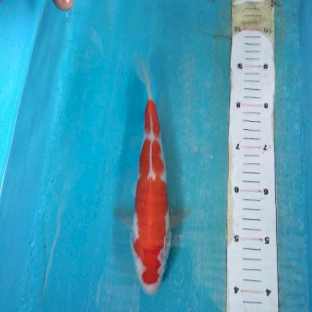 Kohaku 25cm