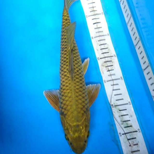 Midorigoi 34 cm male