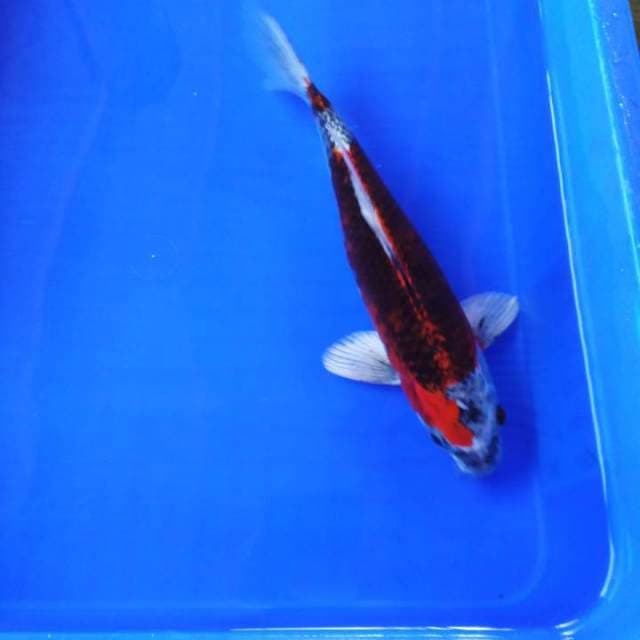Kawarimono