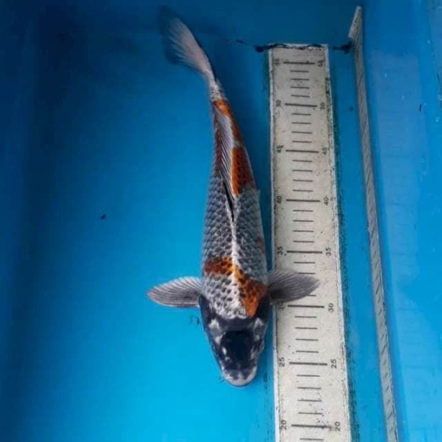 Antikan 35 cm Male