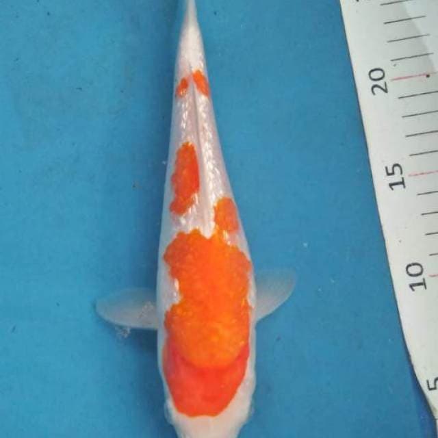 Kohaku gindrin