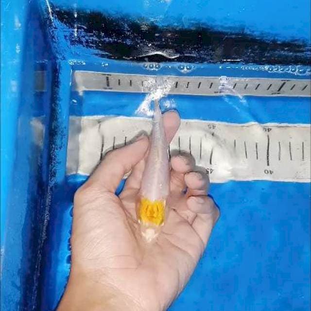 Tancho hariwake doit kuning 