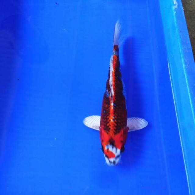 Kujaku merah